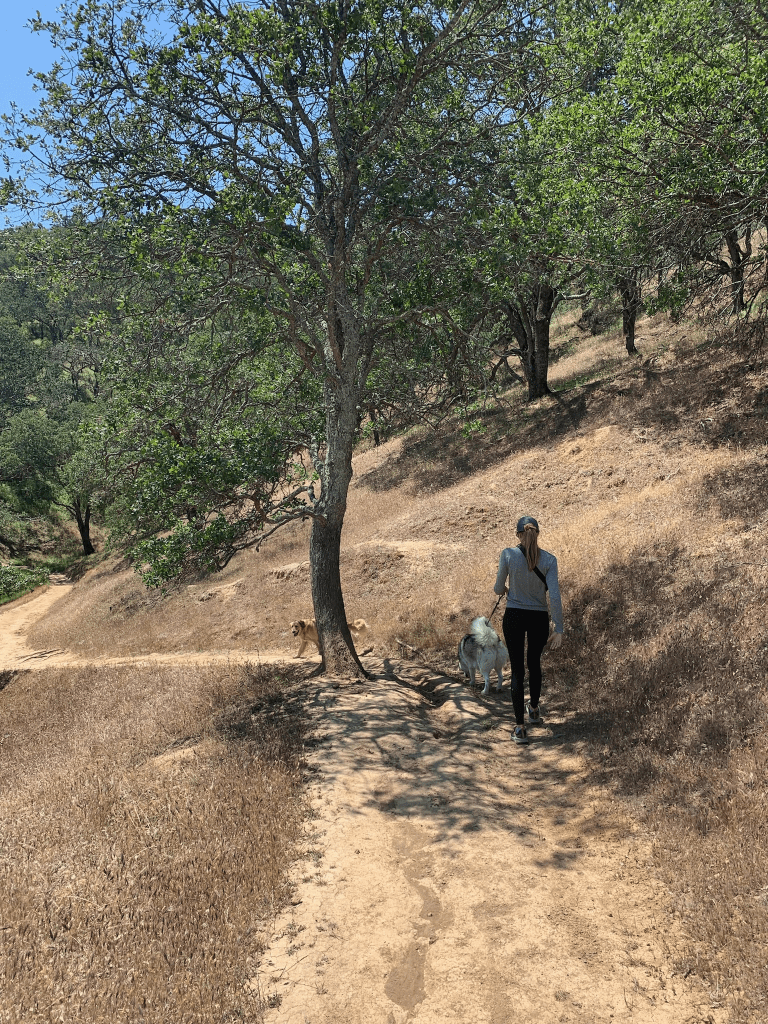 Female hiker wearing a long sleeve lululemon shirt walking two dogs on a hot, sunny summer day.